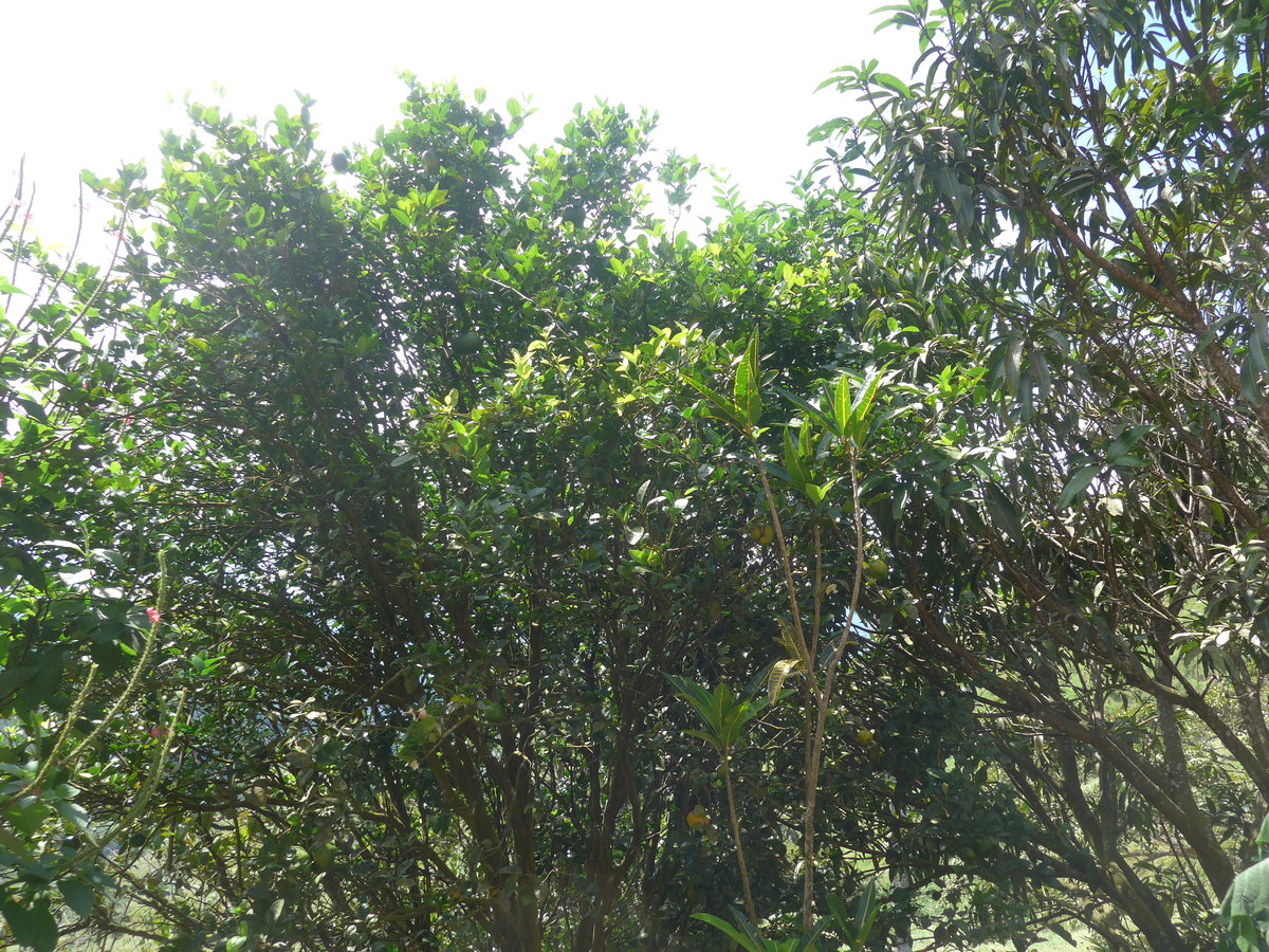 (211'571) - Natur am 18. November 2019 in Rio J�sus