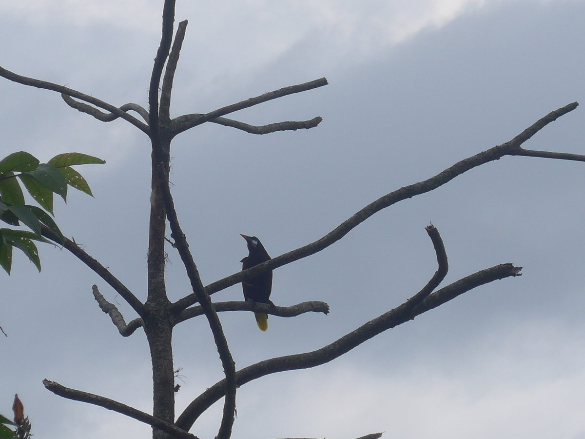 (211'589) - Vogel im Ge�st am 18. November 2019 in Rio J�sus