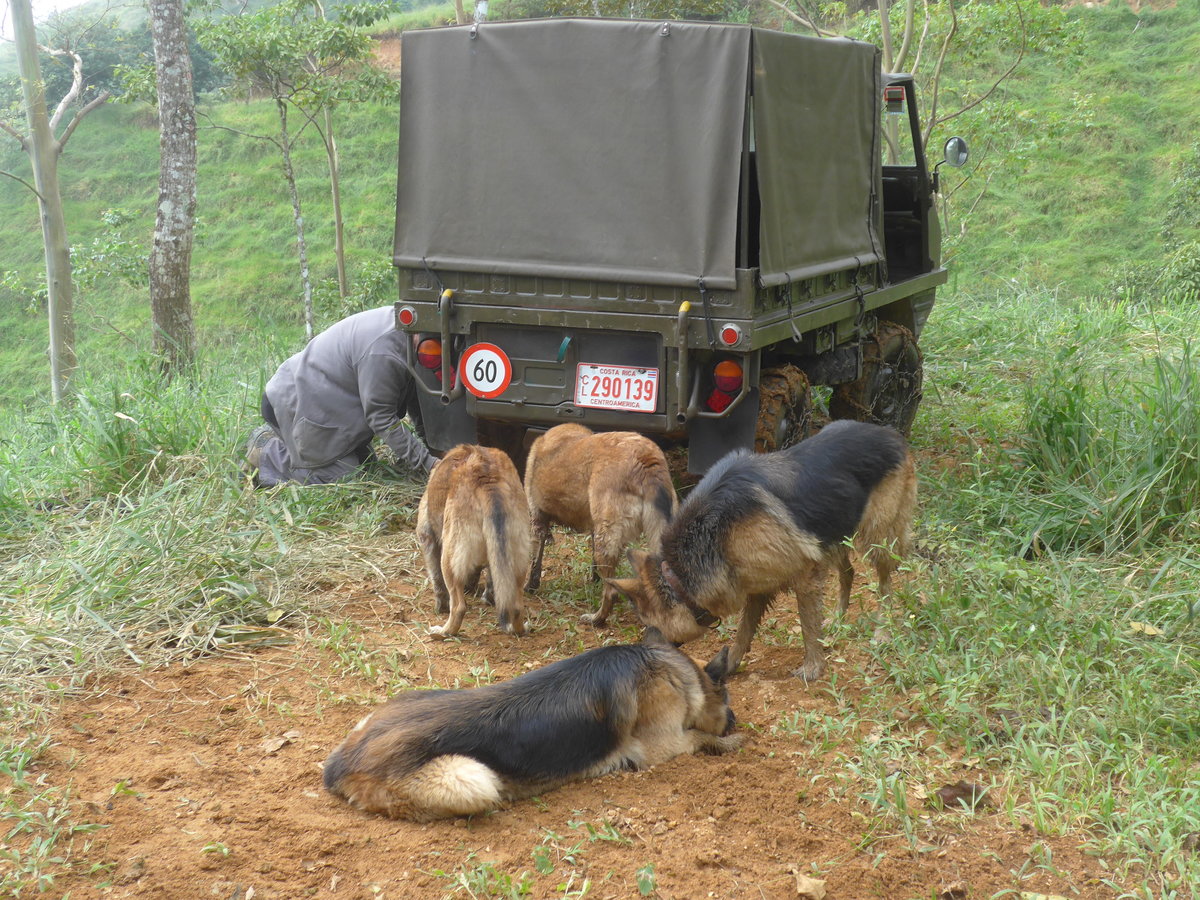 (211'596) - Vier Hunde mit Steyr-Puch - CL 290'139 - am 18. November in Rio J�sus