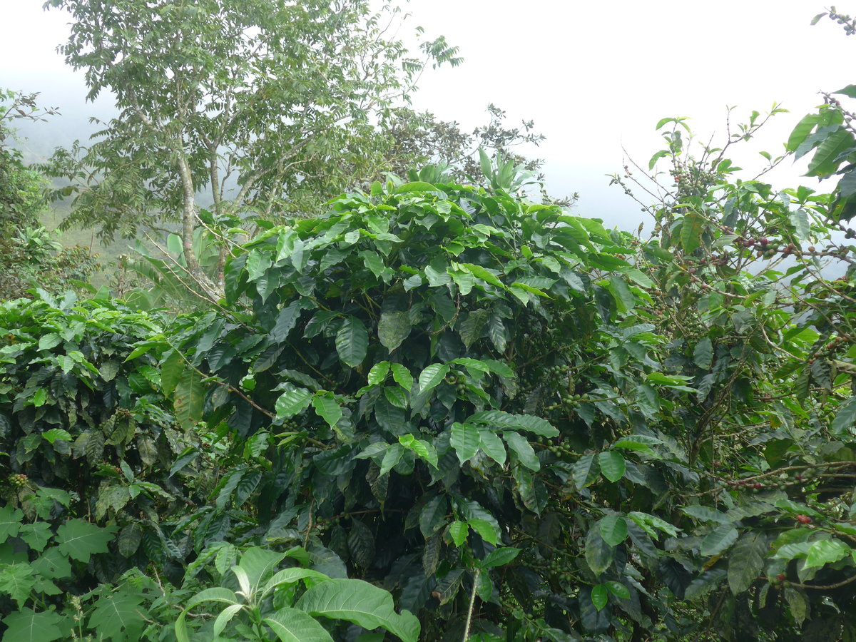 (211'607) - Kaffeepflanzen am 18. November 2019 in Rio J�sus