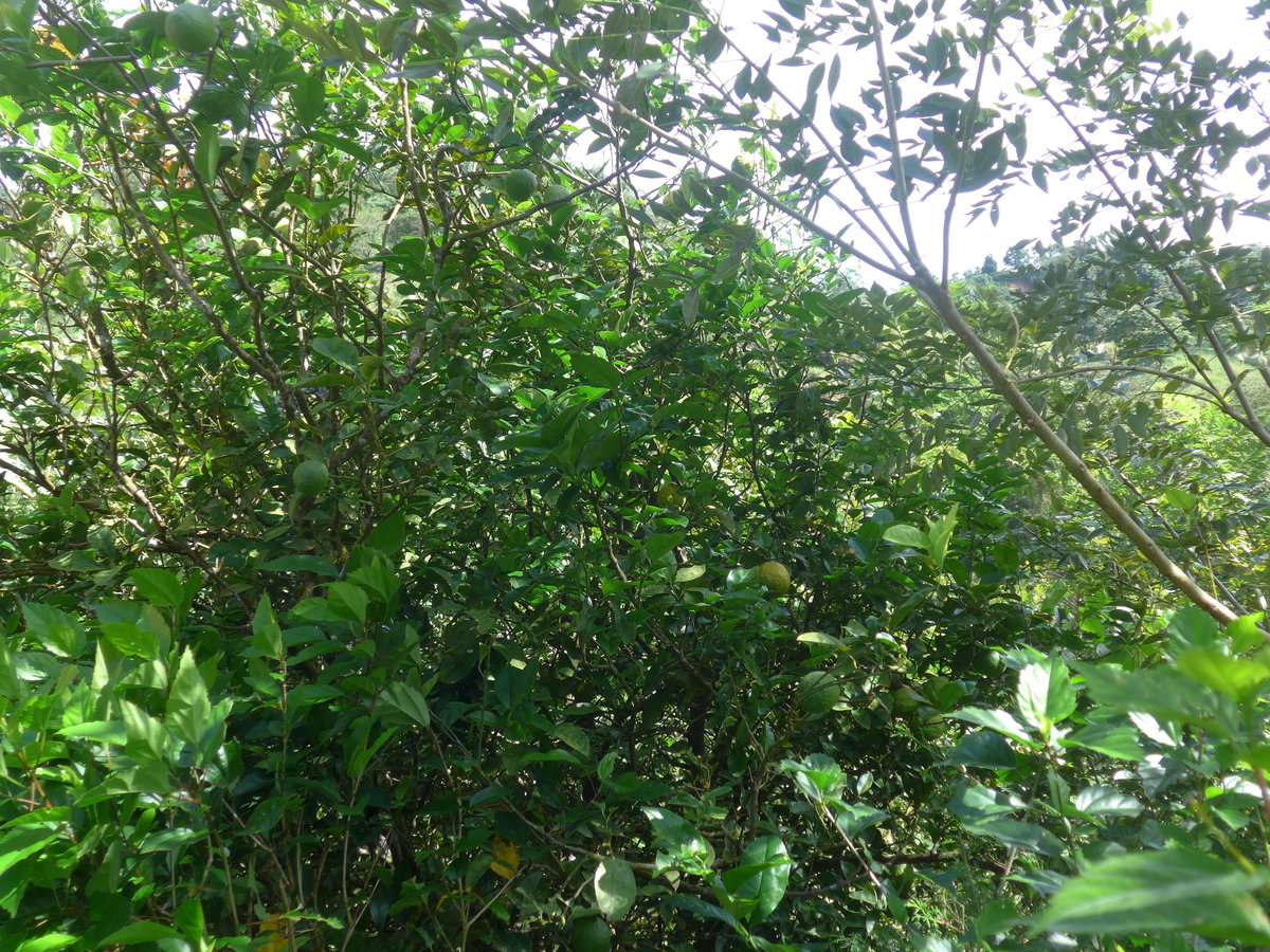 (211'635) - Limonenbaum am 19. November 2019 in Rio J�sus