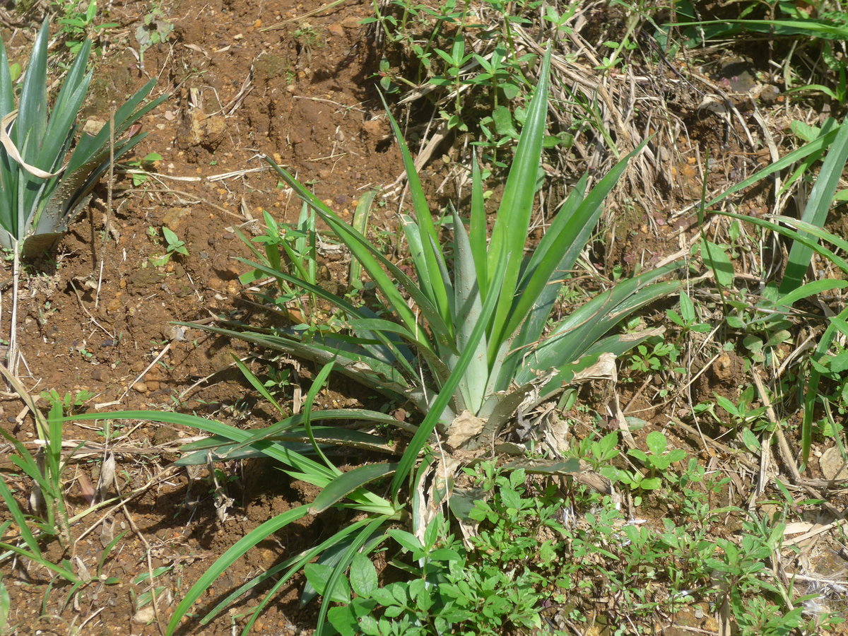 (211'638) - Ananas-Pflanze am 19. November 2019 in Rio J�sus