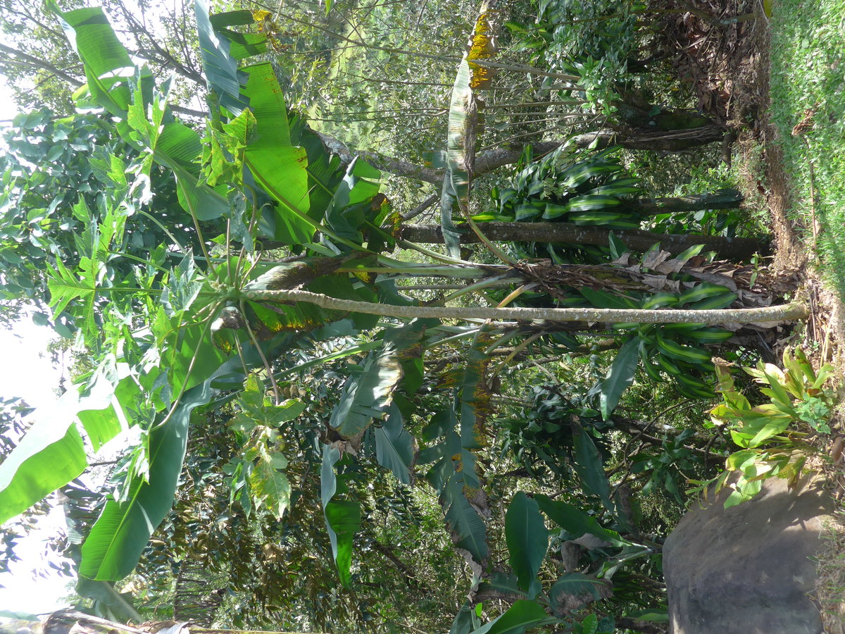 (211'642) - Bananenbaum am 19. November 2019 in Rio J�sus