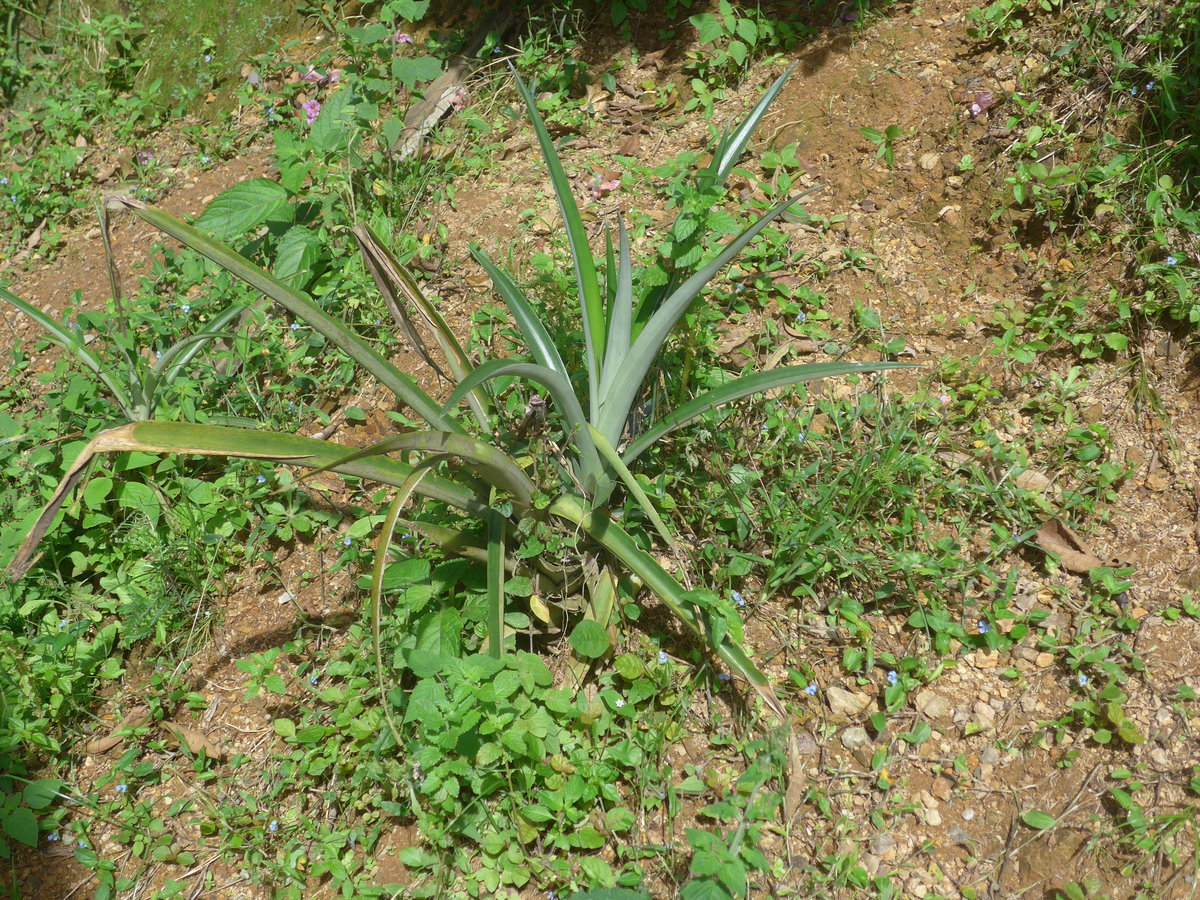 (211'643) - Ananas-Pflanze am 19. November 2019 in Rio J�sus