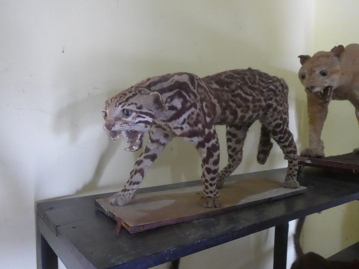 (211'976) - Ausgestopftes Wildtier im Museo de Rivas am 22. November 2019 in Rivas