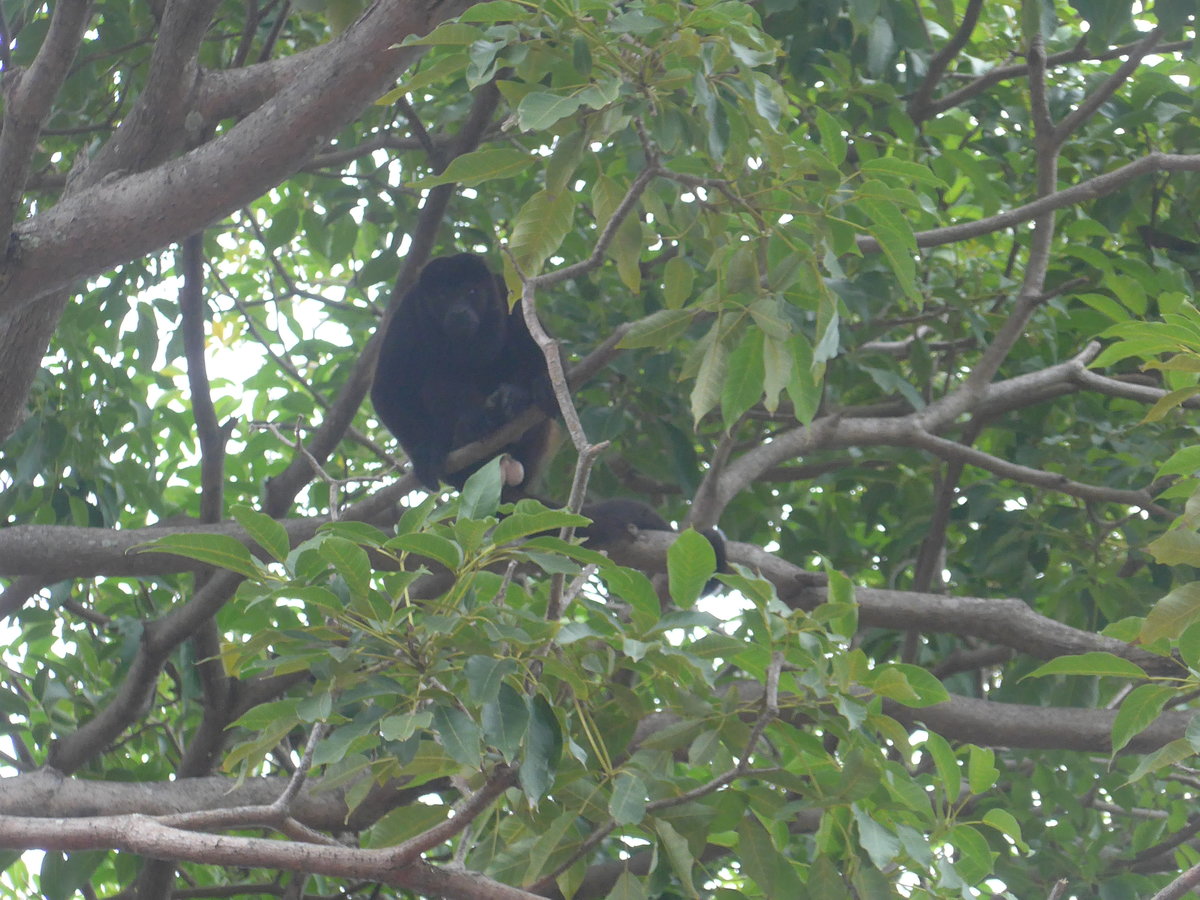 (212'095) - Gorilla auf dem Baum am 22. November 2019 in Granada