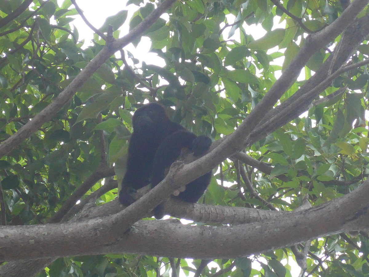 (212'101) - Gorilla auf dem Baum am 22. November 2019 in Granada