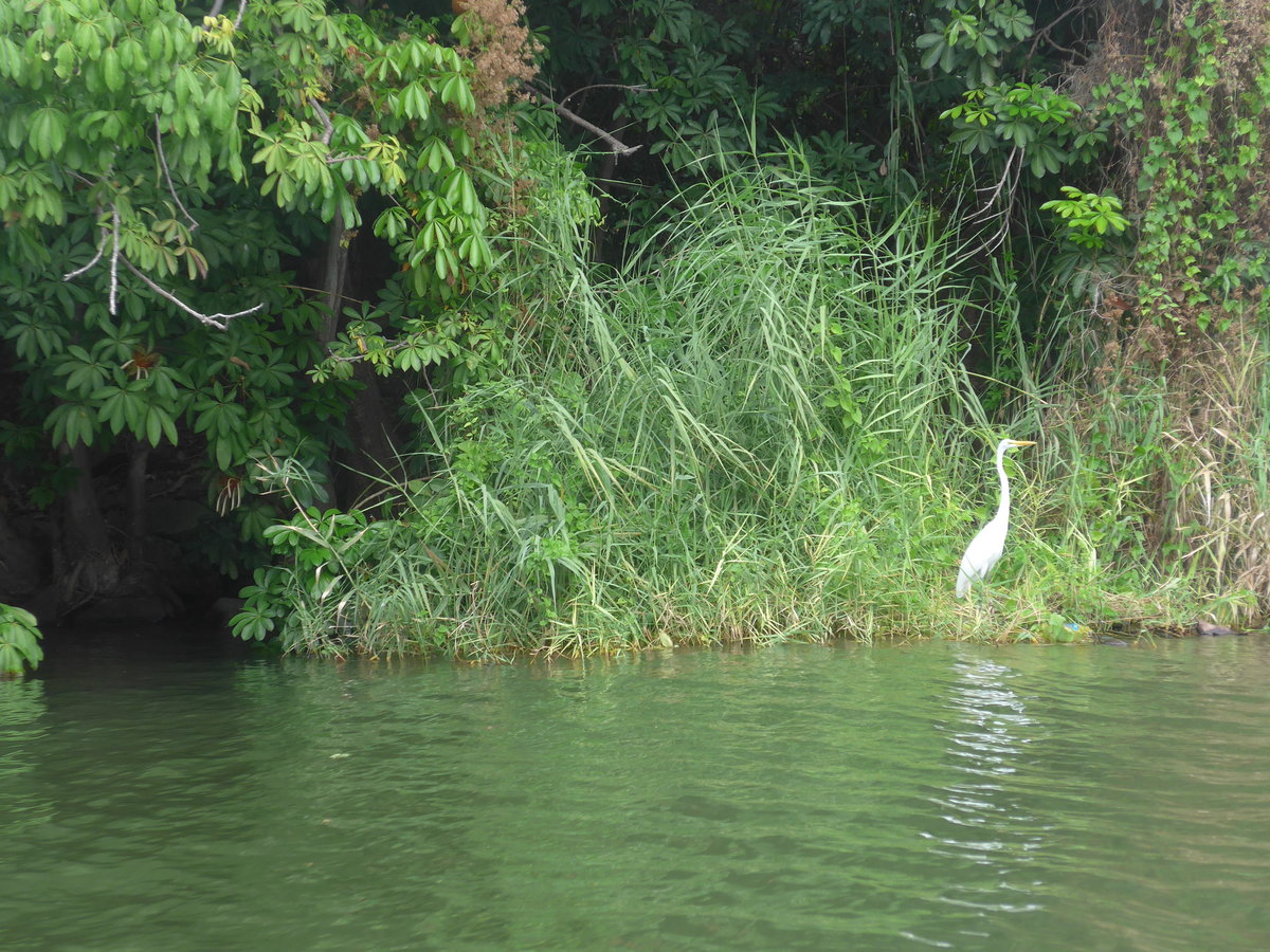 (212'127) - Weisser Vogel am Ufer des Nicaraguasees am 22. November 2019 bei Granada