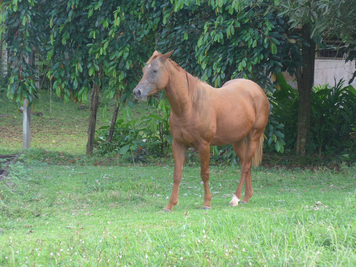 (212'330) - Pferd am 24. November 2019 in La Fortuna