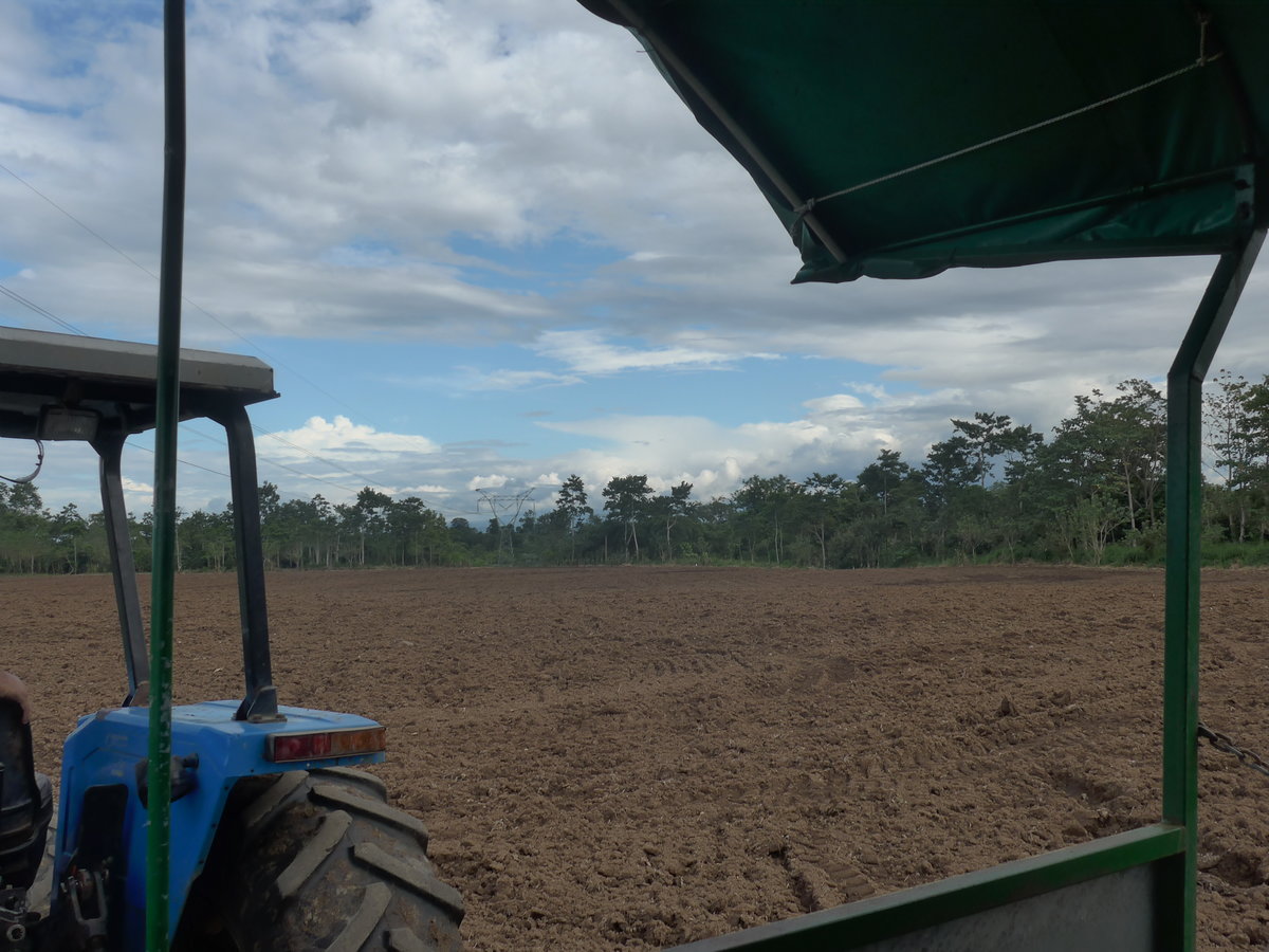 (212'349) - Neu gepfl�gtes Feld auf der Ananas-Plantage am 24. November 2019 in La Fortuna, Pineapple Farm