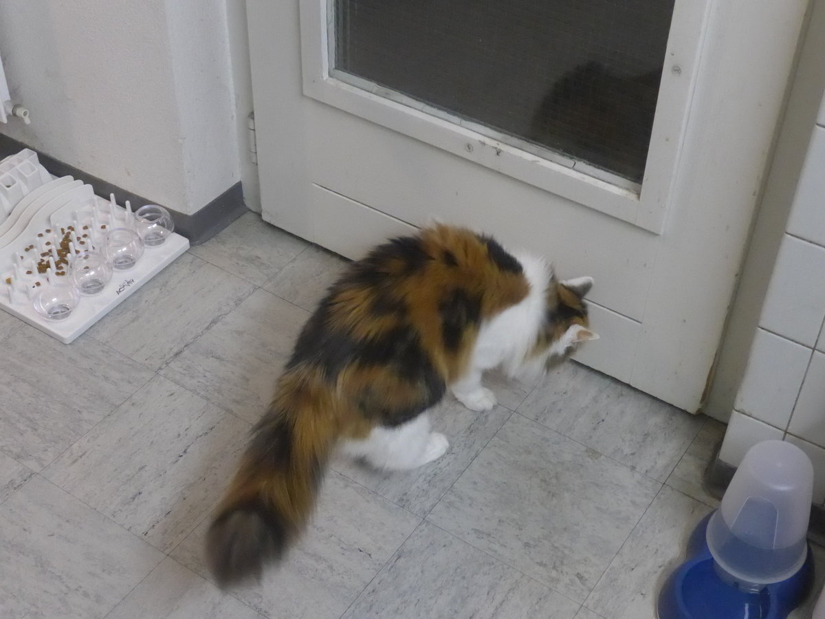 (213'201) - Katze Nimerya: vielleicht geht es auch unten durch(?) am 30. Dezember 2019 in Thun