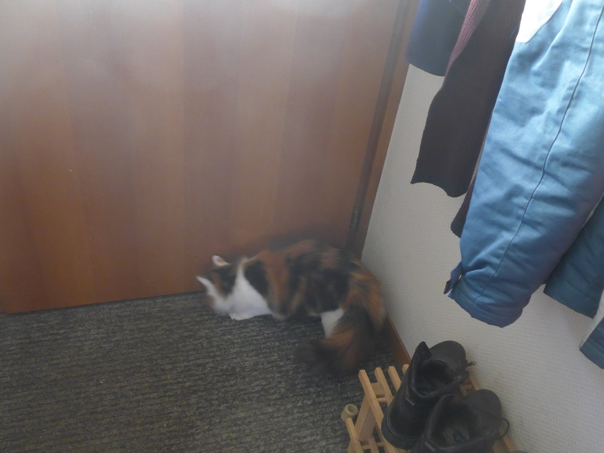 (213'436) - Katze Nimerya m�chte hinaus am 6. Januar 2020 in Thun