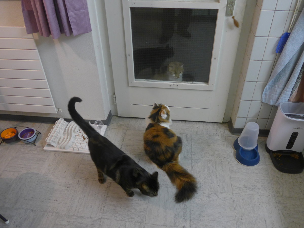 (213'806) - Kater Shaggy und Katze Nimerya begutachten Kater Momo am 12. Januar 2020 in Thun