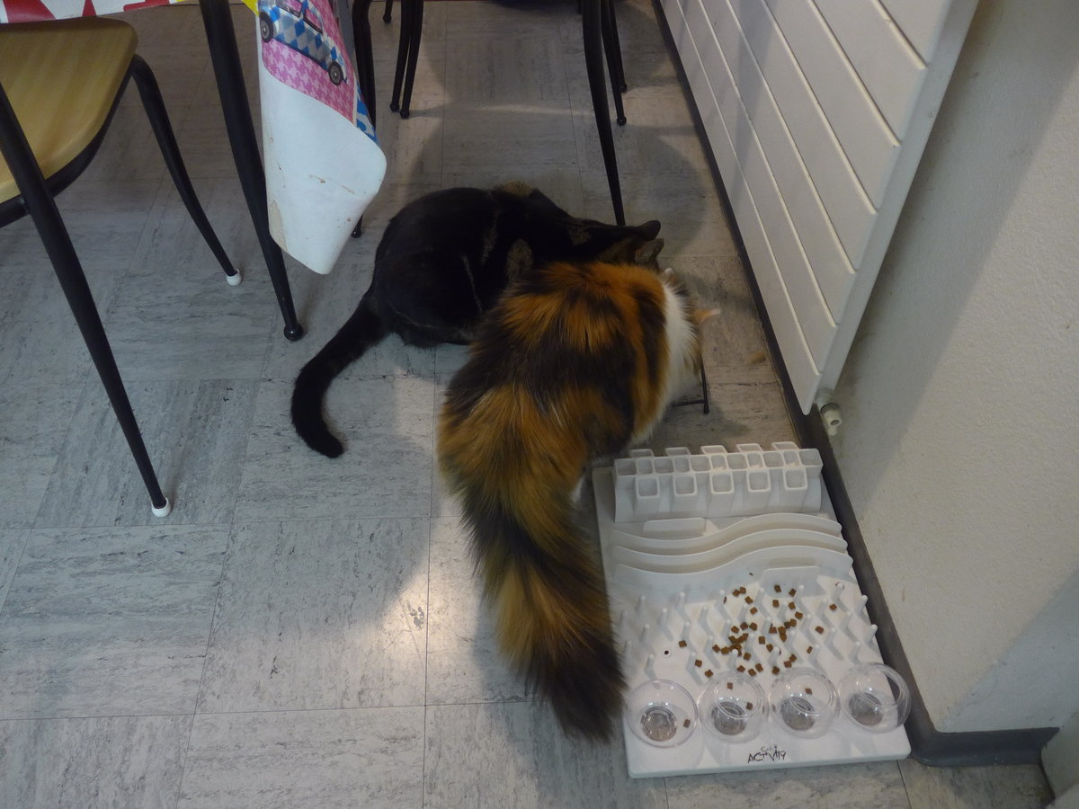 (213'807) - Kater Shaggy und Katze Nimerya beim Fressen am 12. Januar 2020 in Thun