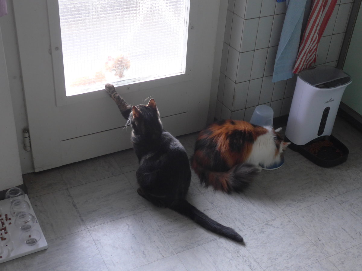 (213'984) - Kater Shaggy und Katze Nimerya mit Kater Momo am 20. Januar 2020 in Thun