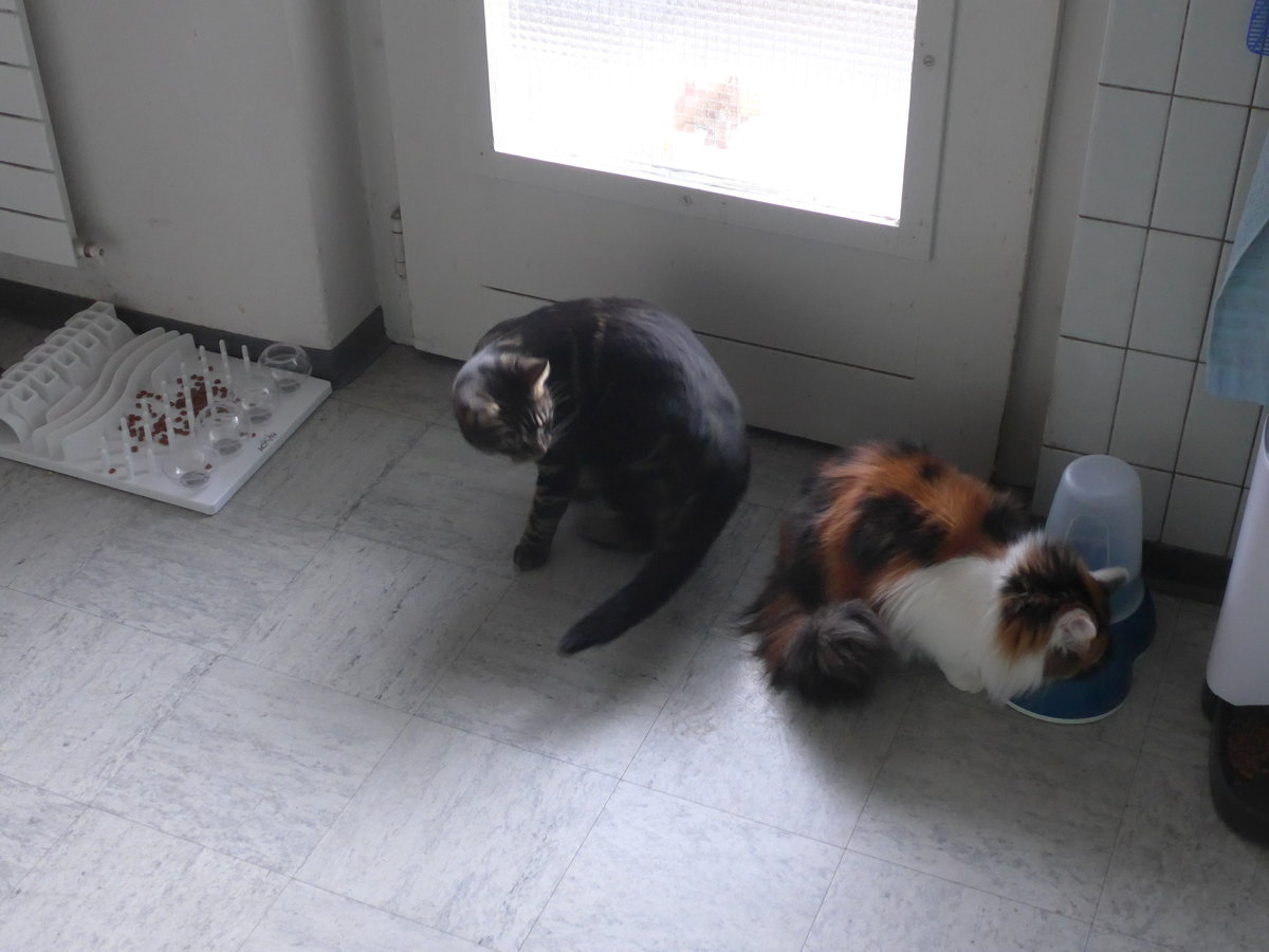 (213'985) - Kater Shaggy und Katze Nimerya in der K�che am 20. Januar 2020 in Thun