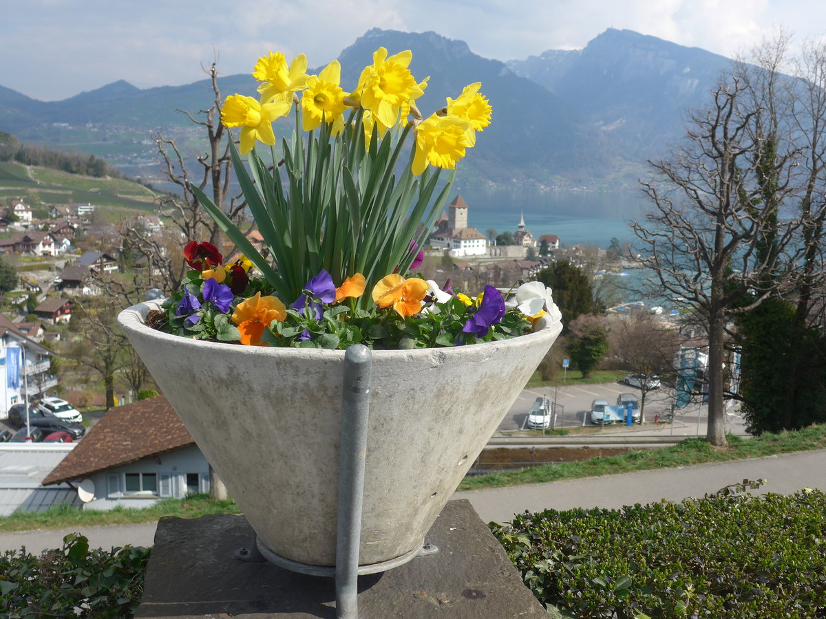 (215'296) - Das Schloss Spiez durch die Blumen am 20. M�rz 2020 vom Bahnhof Spiez aus