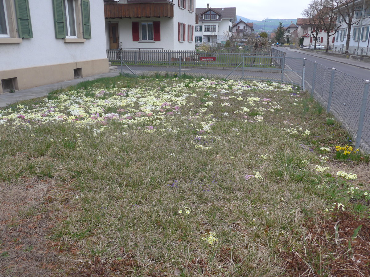 (215'463) - Primeli-Rasen am 22. M�rz 2020 in Thun-Lerchenfeld