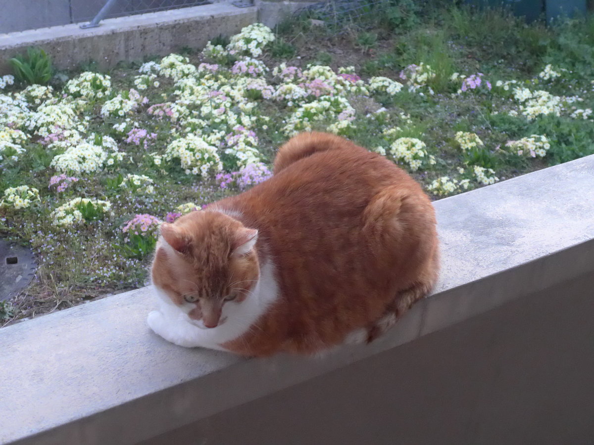 (215'888) - Kater Momo am 5. April 2020 in Thun