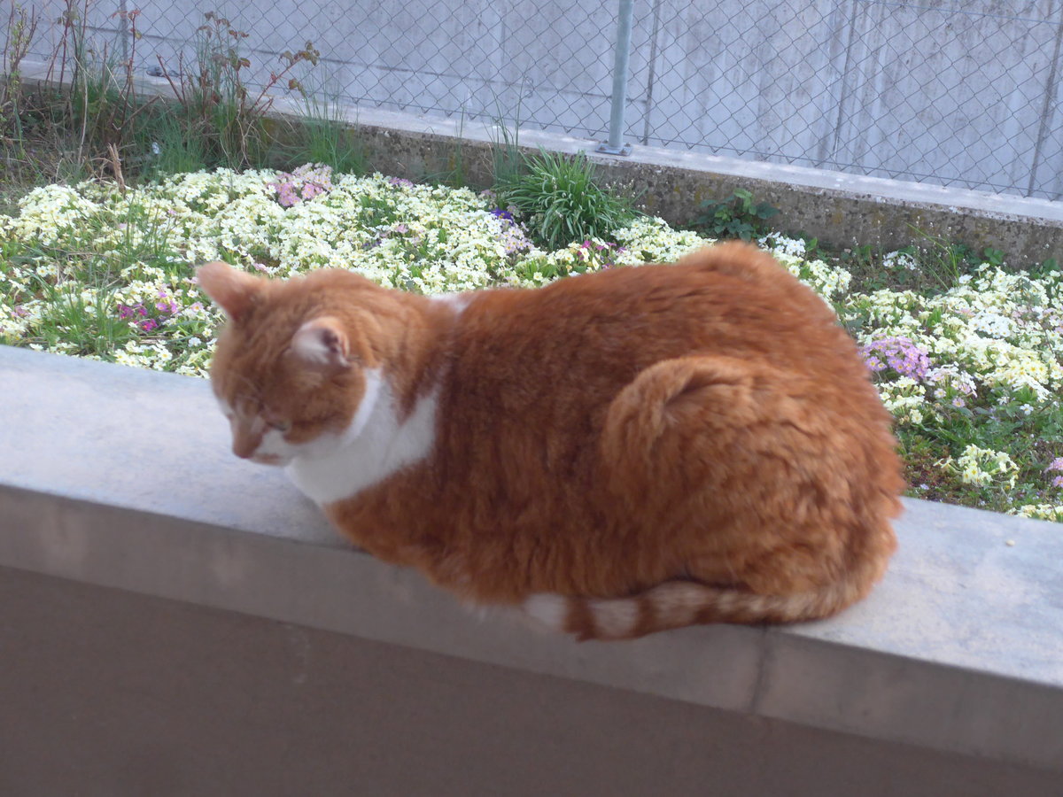 (215'889) - Kater Momo am 5. April 2020 in Thun