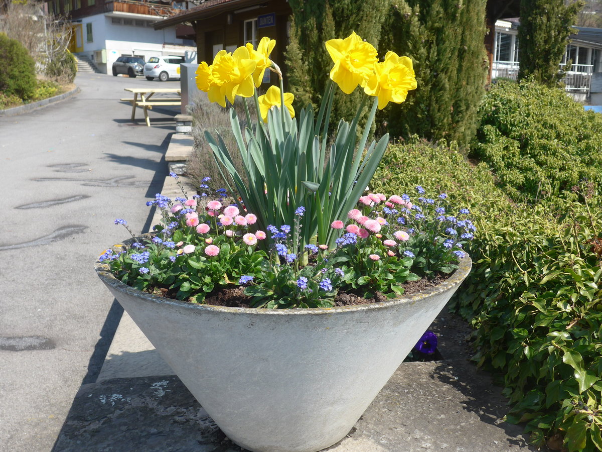 (215'957) - Fr�hling am 8. April 2020 in Gunten