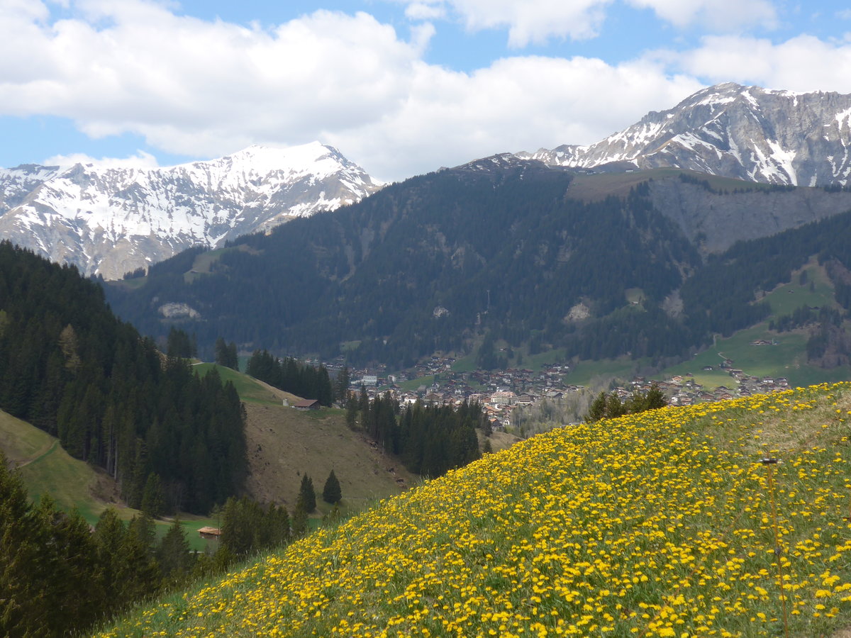 (216'422) - Adelboden mit L�wenzahnwiese am 24. April 2020 vom Hirzbodenport aus