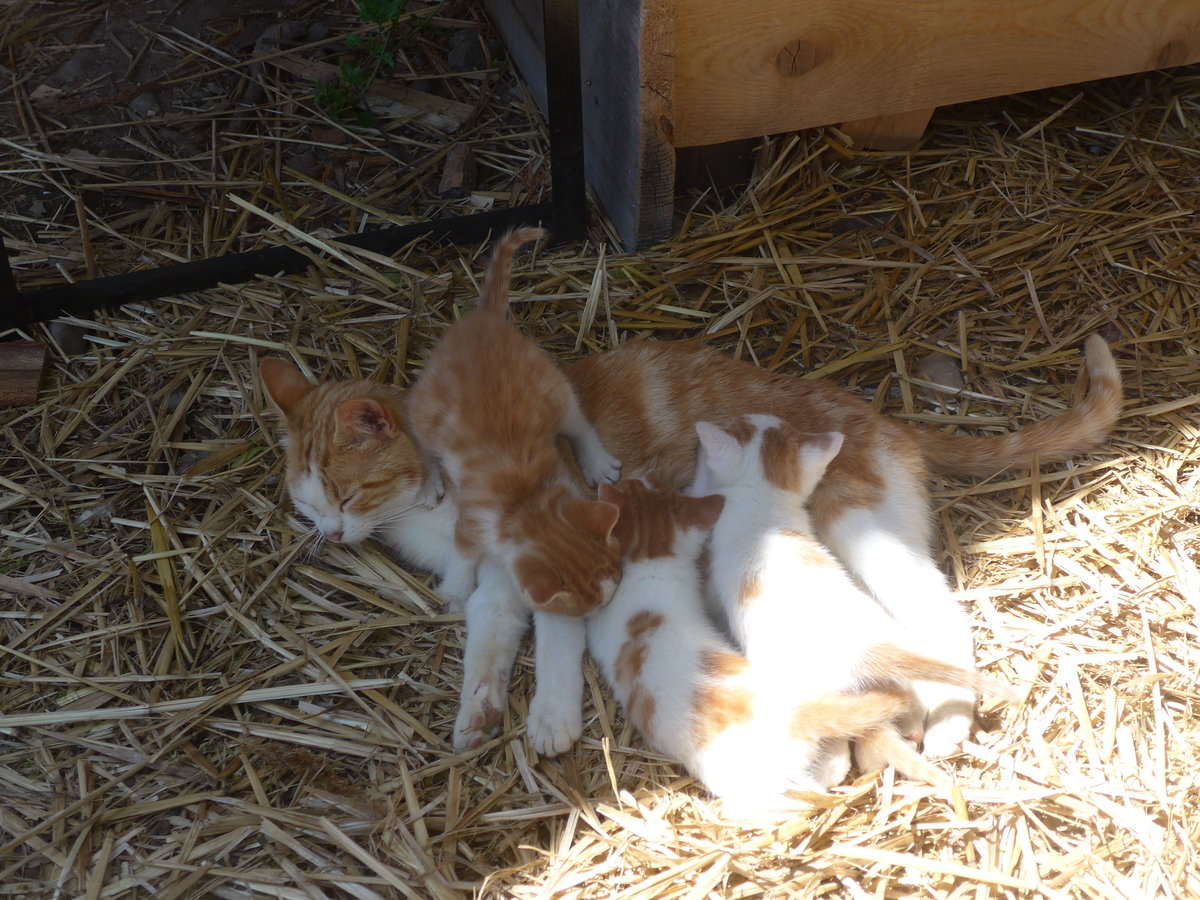 (217'349) - Katzenmutter mit ihren vier Jungen am 25. Mai 2020 in Allmendingen