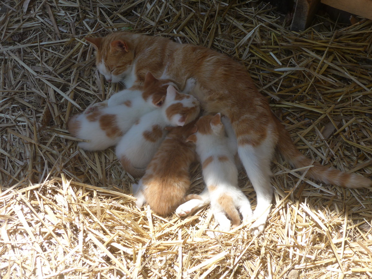 (217'352) - Katzenmutter mit ihren vier Jungen am 25. Mai 2020 in Allmendingen