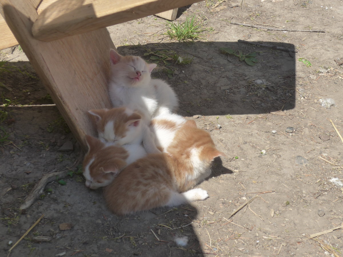 (217'362) - Vier junge Katzen am 25. Mai 2020 in Allmendingen
