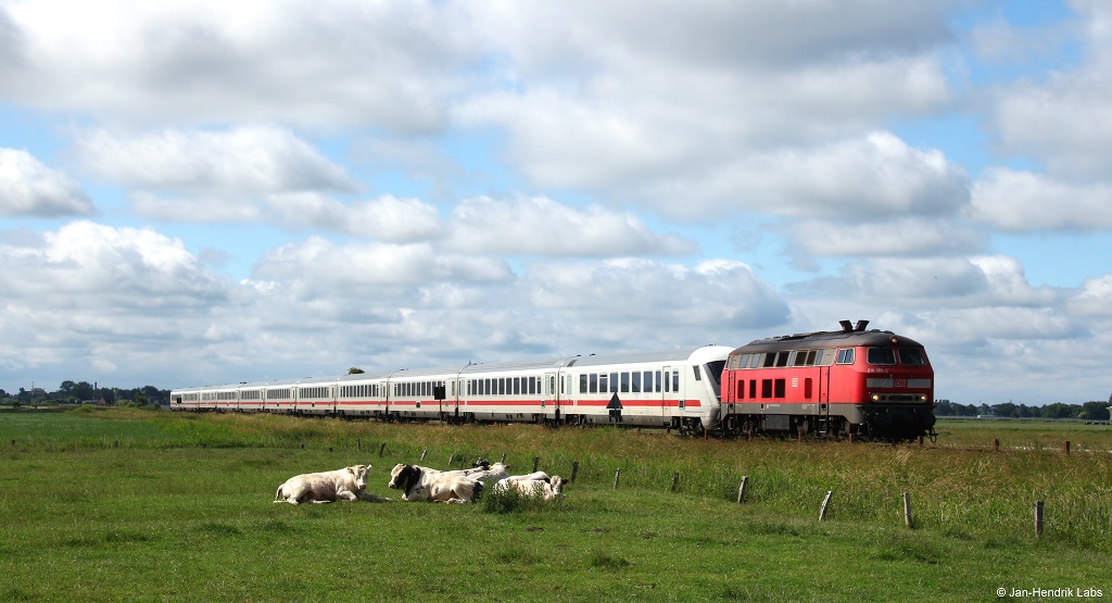 218 389-5 fuhr am sonnigen 21.6.16 mit dem IC nach Westerland (Sylt) bei Epenwöhrden an den grasenden Kühen vorbei.