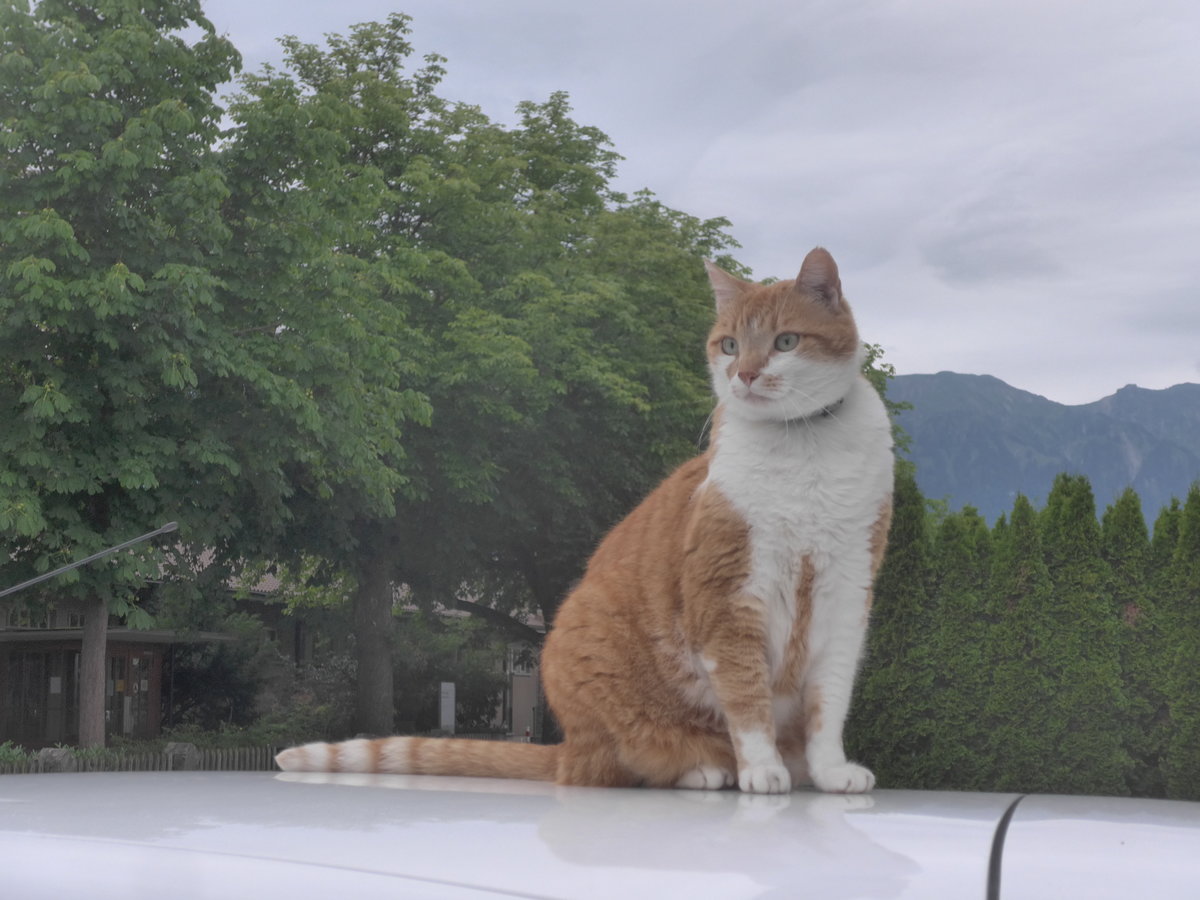 (218'299) - Kater Momo auf dem Autodach am 3. Juli 2020 in Thun-Lerchenfeld