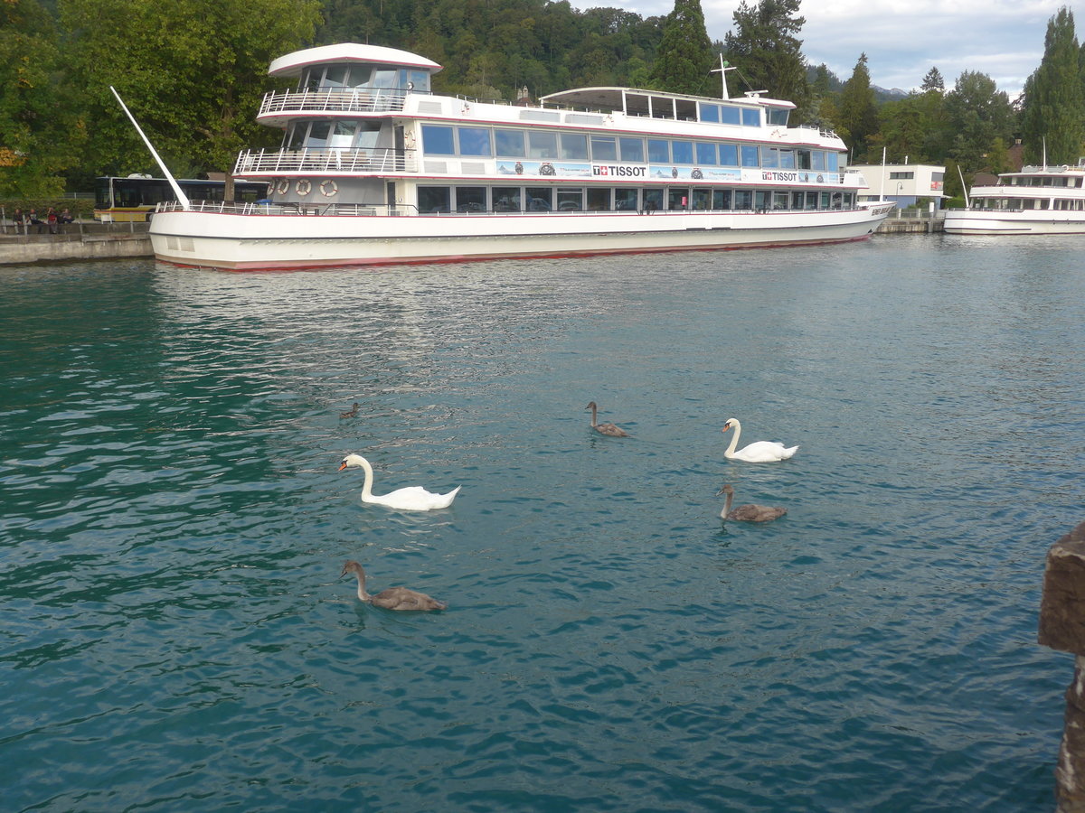 (220'162) - Schwanenpaar und drei Junge mit Motorschiff Berner Oberland am 25. August 2020 an der Schiffl�ndte Thun