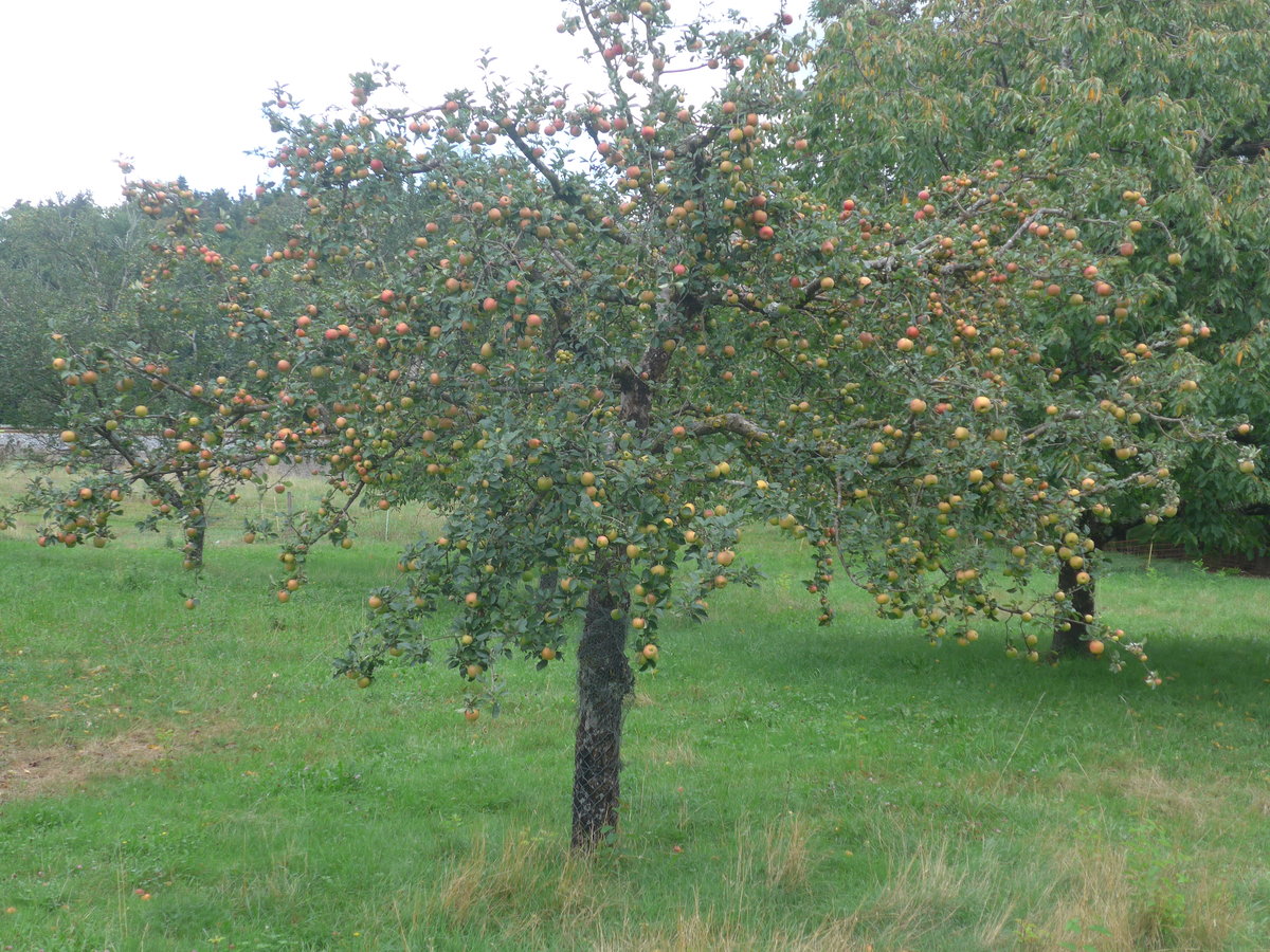 (220'369) - Apfelbaum am 31. August 2020 in Vendlincourt