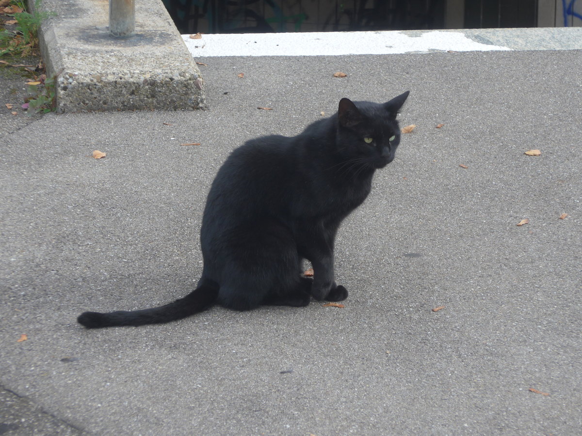 (221'756) - Katze am 11. Oktober 2020 beim Bahnhof B�lach