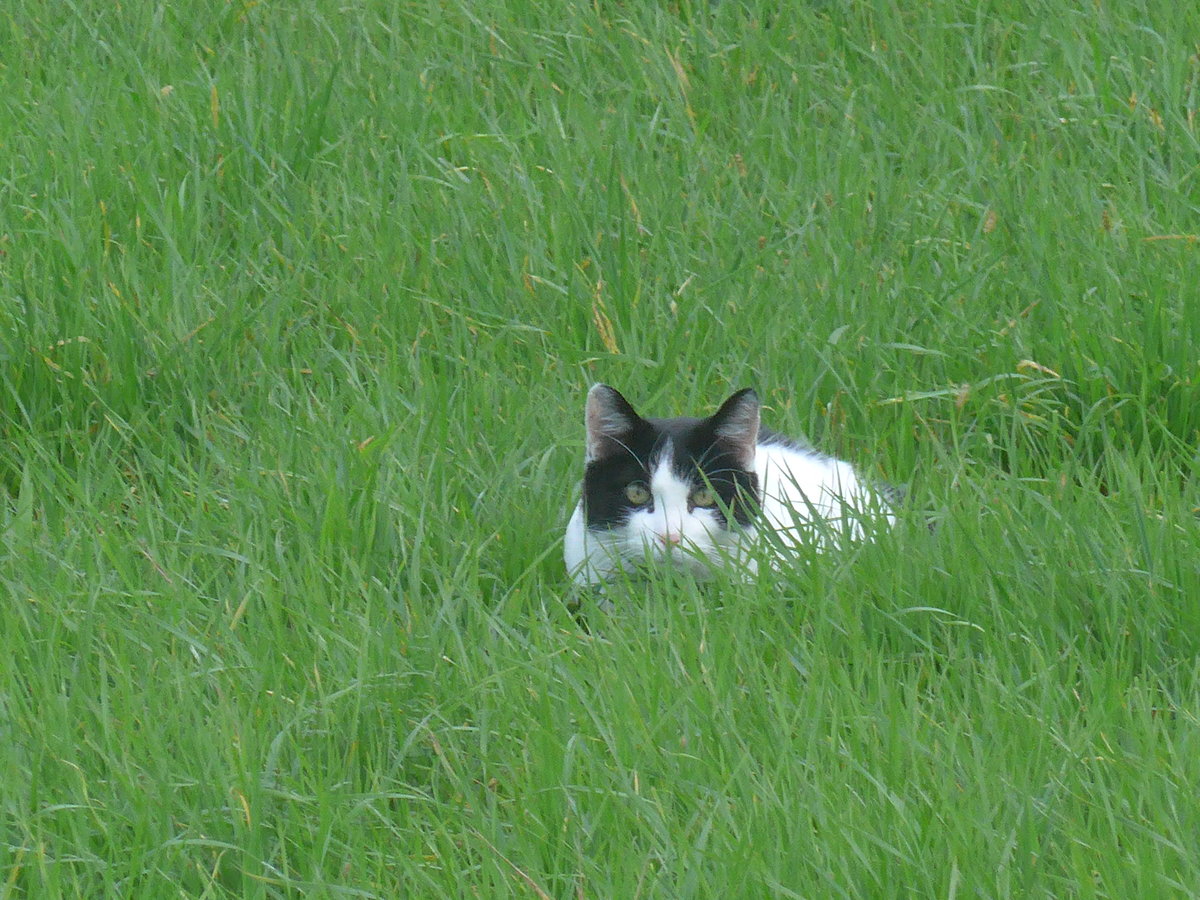 (222'076) - Katze am 18. Oktober 2020 bei Kerzers