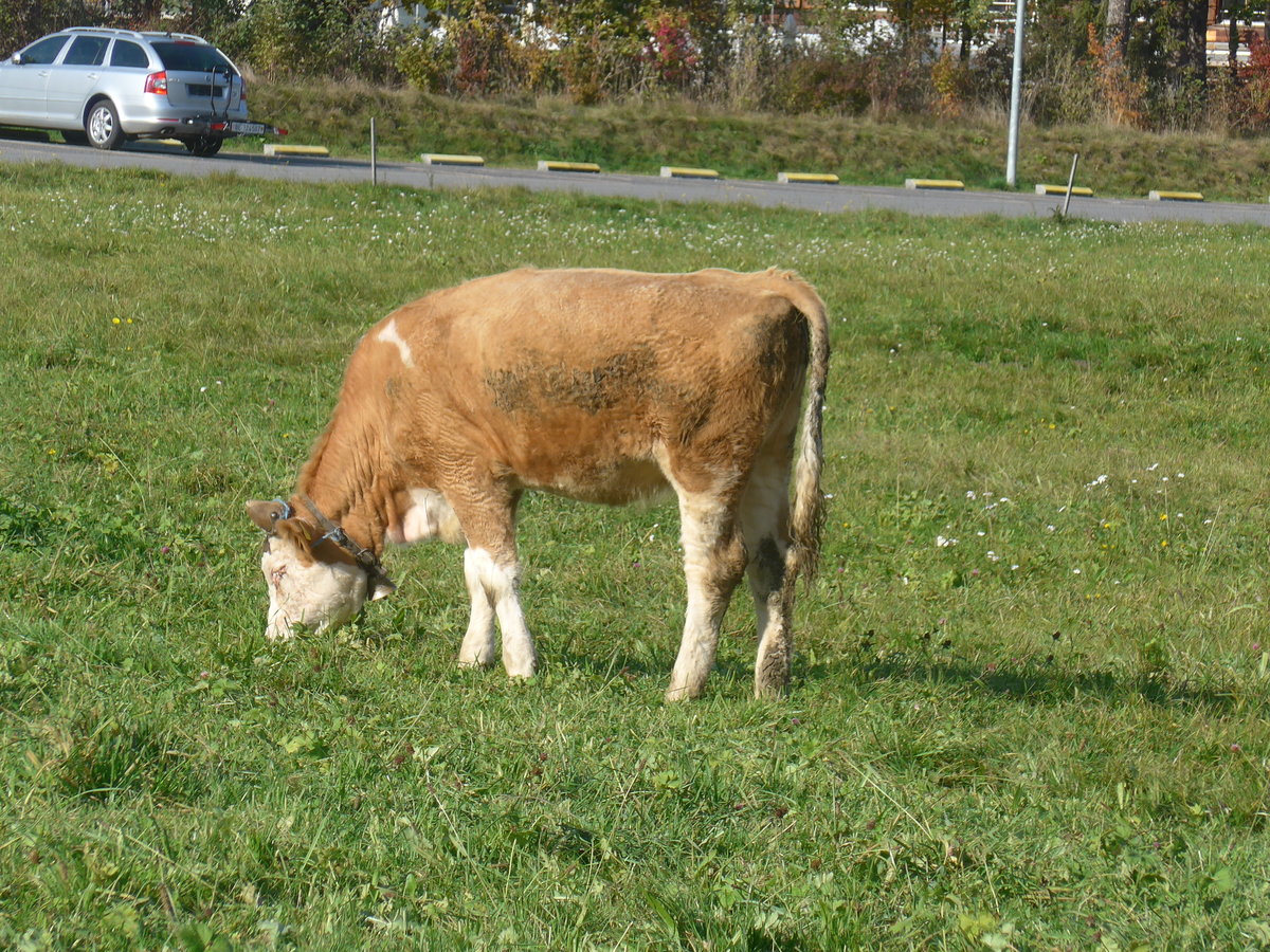 (222'129) - Kalb am 19. Oktober 2020 in Frutigen