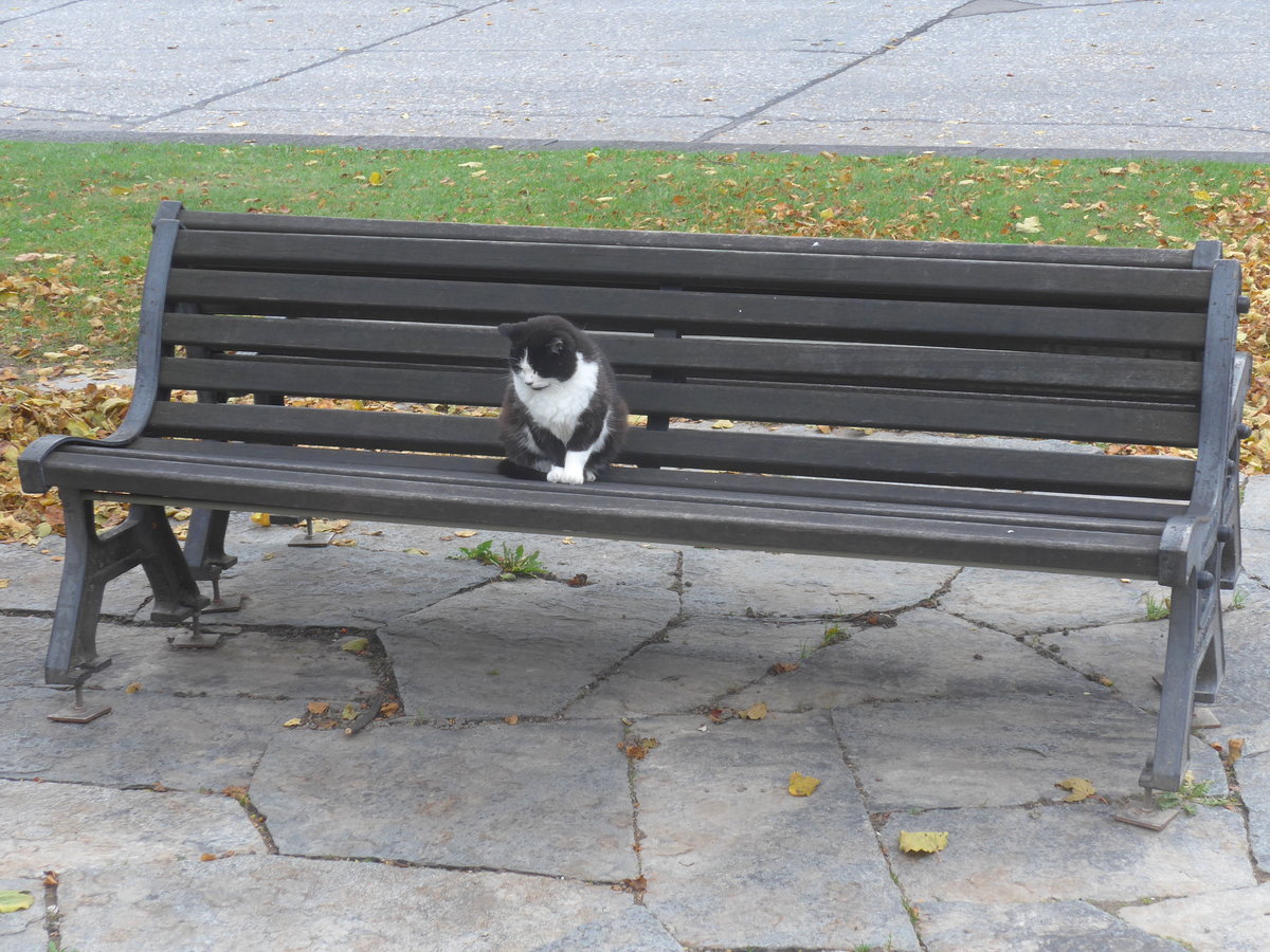 (222'333) - Katze auf dem B�nkli am 21. Oktober 2020 in Heiden