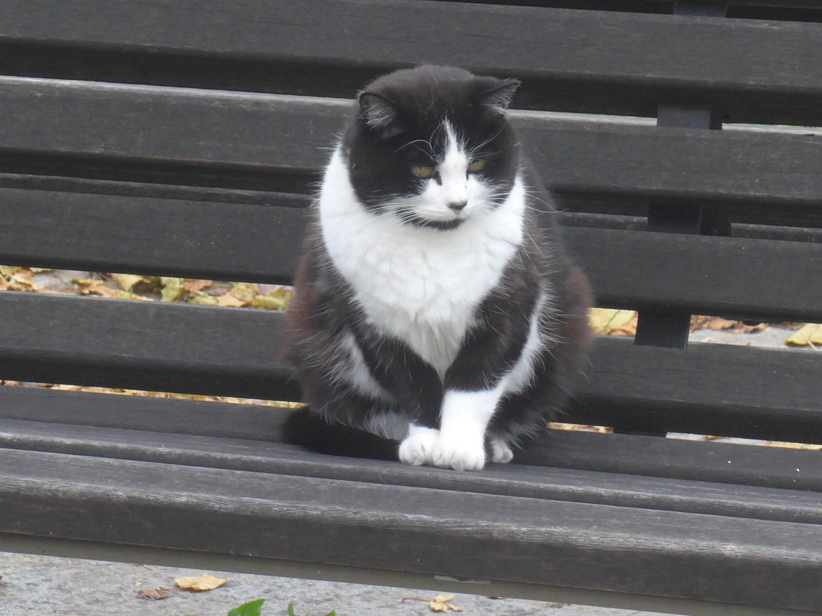 (222'334) - Katze auf dem B�nkli am 21. Oktober 2020 in Heiden