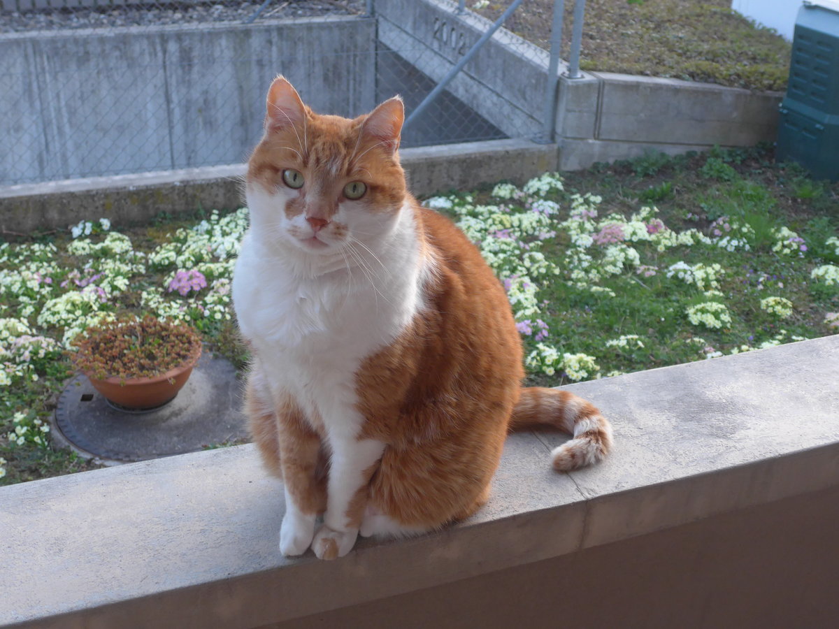 (224'643) - Kater Momo am 29. M�rz 2021 in Thun
