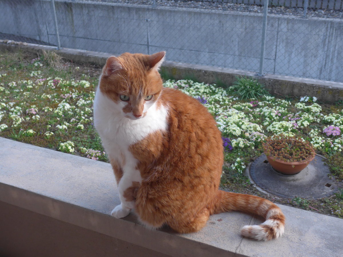 (224'644) - Kater Momo am 29. M�rz 2021 in Thun