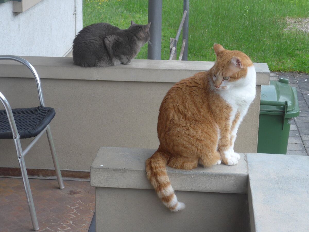 (225'627) - Katze Zana und Kater Momo am 26. Mai 2021 in Thun