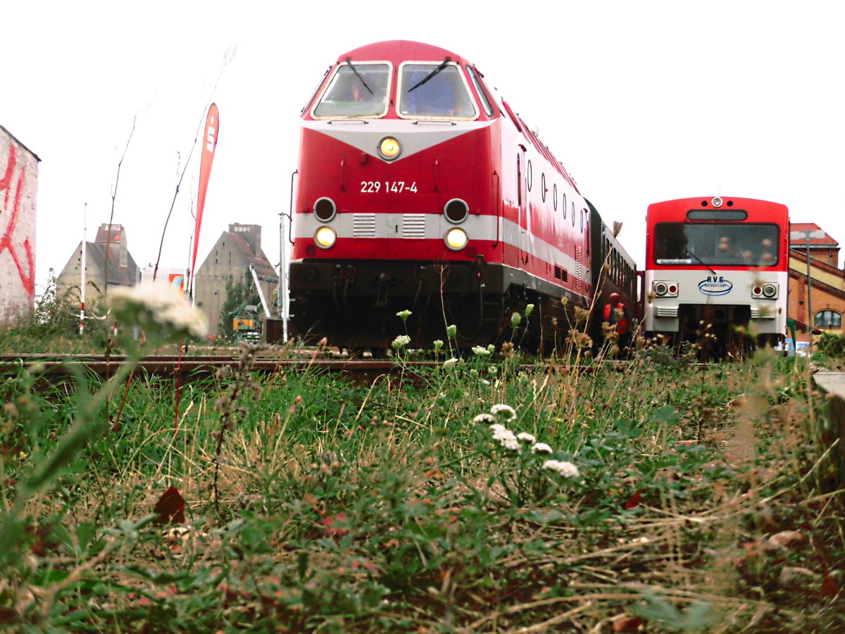 229 147 der CLR und VT2E der AVG / NbSE im Magdeburger Wissenschaftshafen am 9.9.18