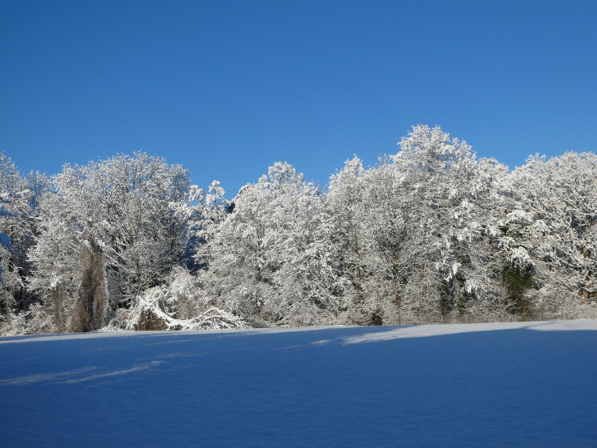 (245'189) - Winter in Thun-Lerchenfeld am 19. Januar 2023
