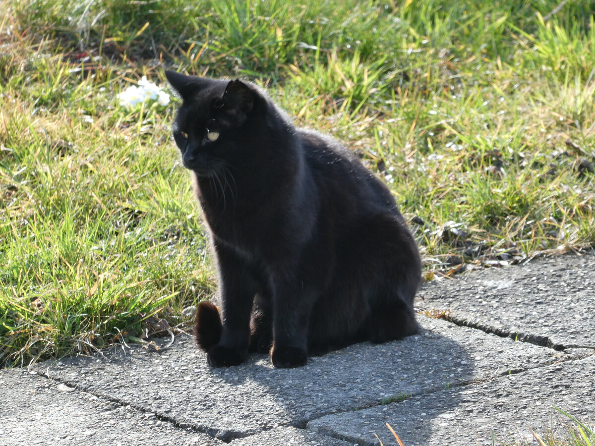 (247'053) - Katze am 9. M�rz 2023 beim Bahnhof Altst�tten