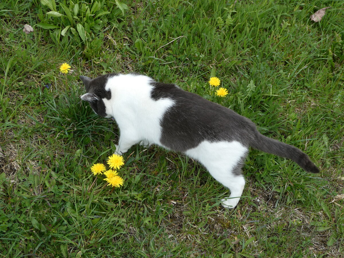 (248'836) - Katze am 18. April 2023 in Grindelwald