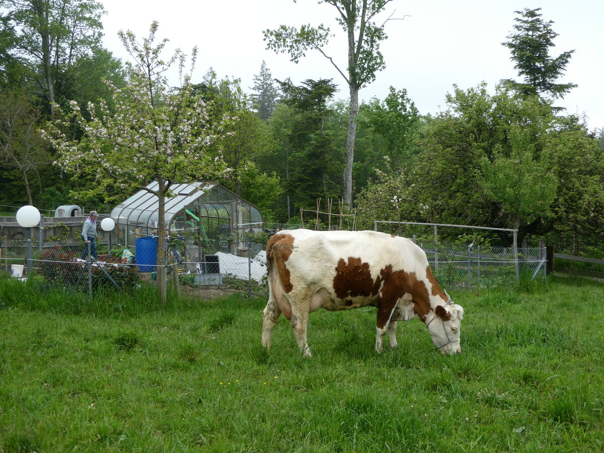 (250'408) - Kuh am 25. Mai 2023 in Oberb�tschel, B�tschelegg