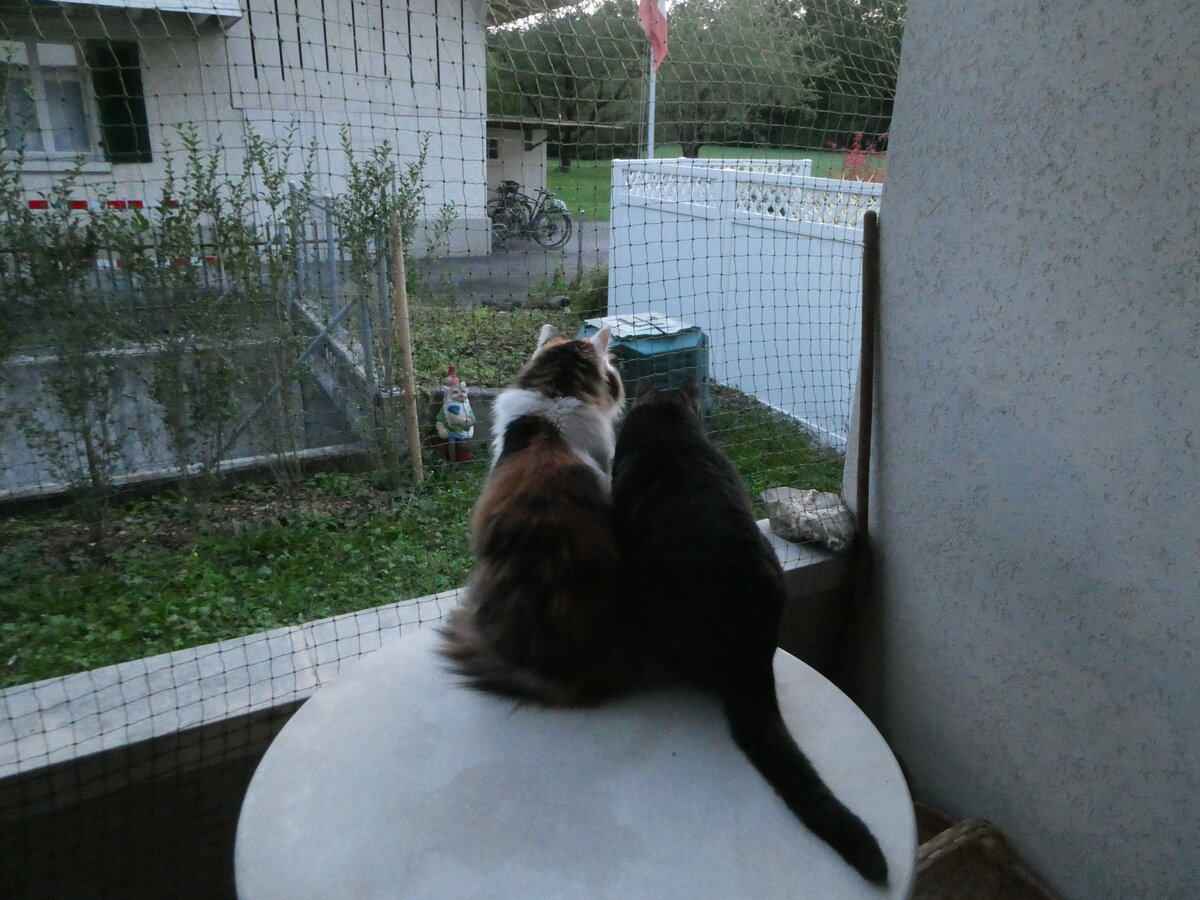 (255'421) - Katze Nimerya und Kater Shaggy am 18. September 2023 in Thun
