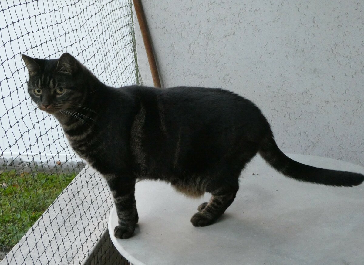 (256'807) - Kater Shaggy auf dem Balkontischli am 7. November 2023 in Thun