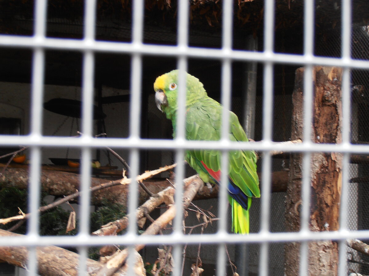 (258'105) - Papagei in der Vogelvoli�re am 2. Januar 2024 in Steffisburg, Schw�bis