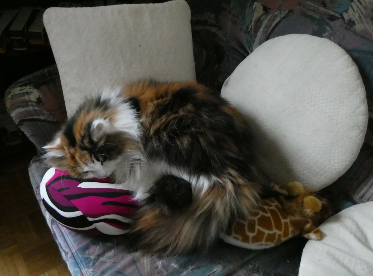 (258'503) - Nymeria auf dem Sofa am 8. Januar 2024 in Thun